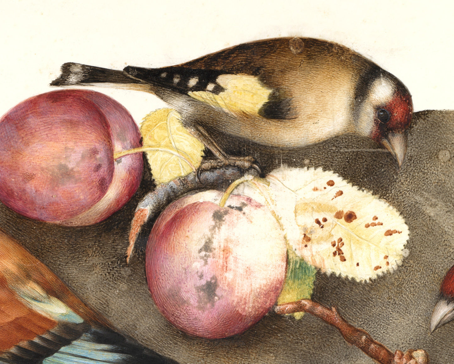 Still life art print | Vintage bird & fruit painting | Animal wall art | Goldfinch, pear, peach, plums | Female artist | Antique Italian art