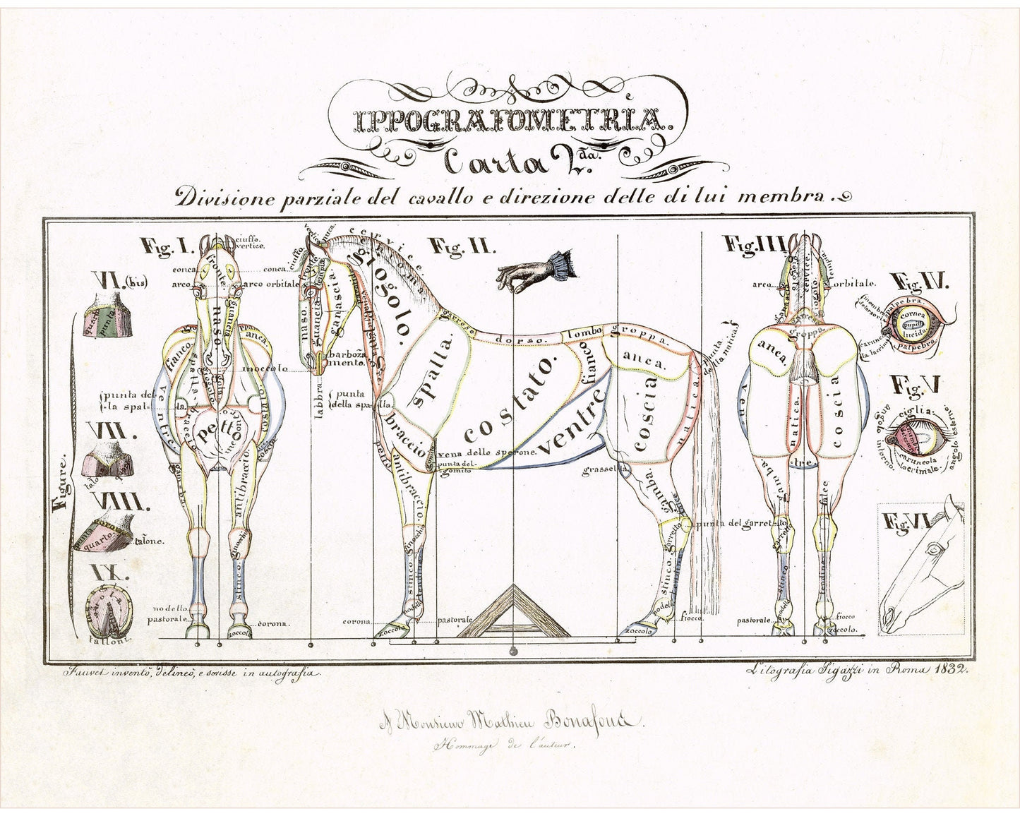 Vintage anatomical illustration | Horse anatomy | Hippographyometry | Antique Italian infographic | Veterinarian and doctor gift