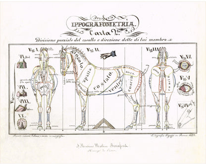 Vintage anatomical illustration | Horse anatomy | Hippographyometry | Antique Italian infographic | Veterinarian and doctor gift