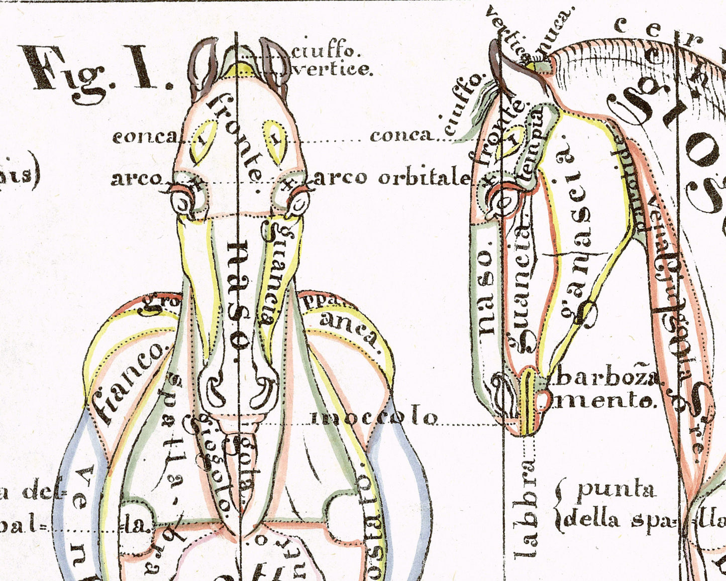 Vintage anatomical illustration | Horse anatomy | Hippographyometry | Antique Italian infographic | Veterinarian and doctor gift