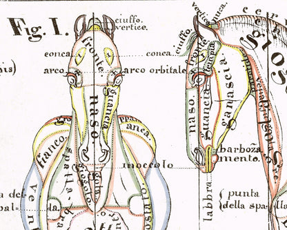 Vintage anatomical illustration | Horse anatomy | Hippographyometry | Antique Italian infographic | Veterinarian and doctor gift