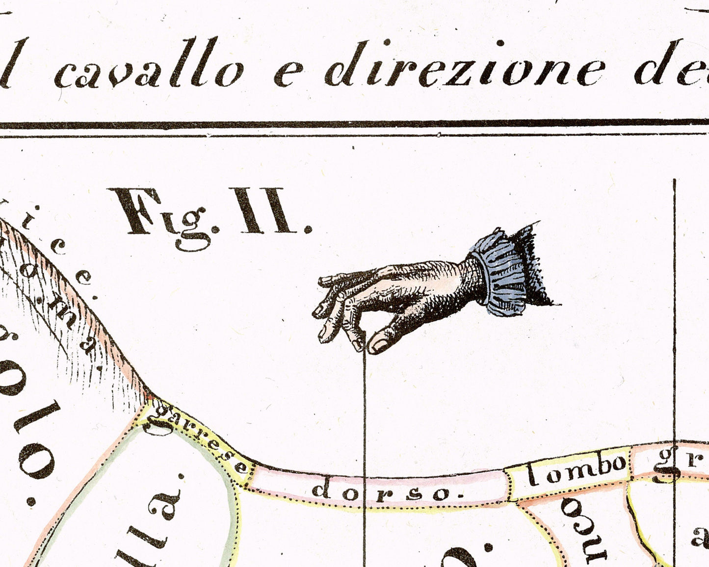 Vintage anatomical illustration | Horse anatomy | Hippographyometry | Antique Italian infographic | Veterinarian and doctor gift