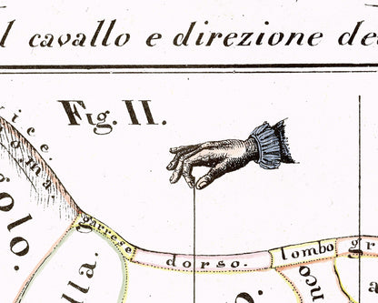 Vintage anatomical illustration | Horse anatomy | Hippographyometry | Antique Italian infographic | Veterinarian and doctor gift